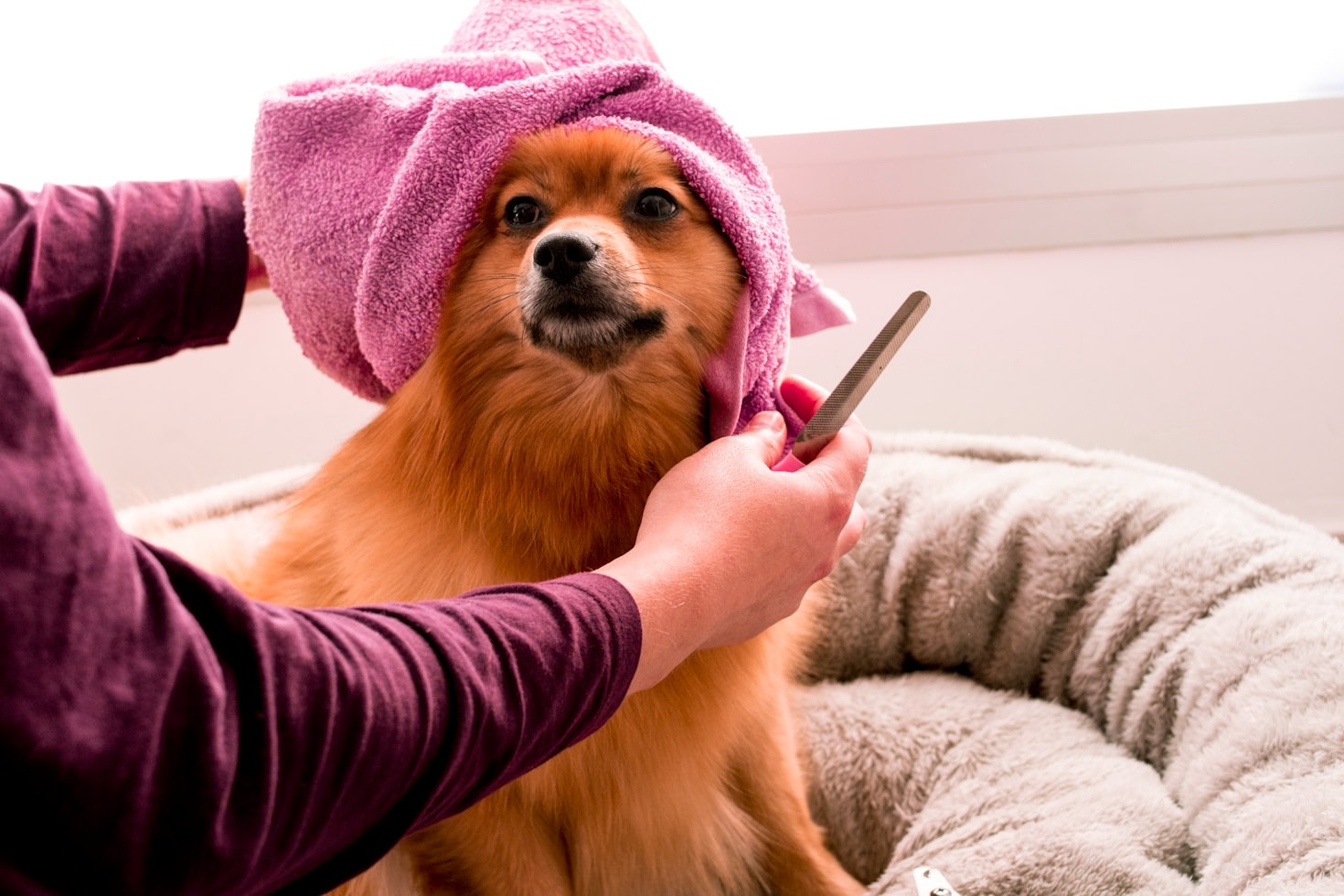 The Importance of Regular Grooming for Your Pet’s Health