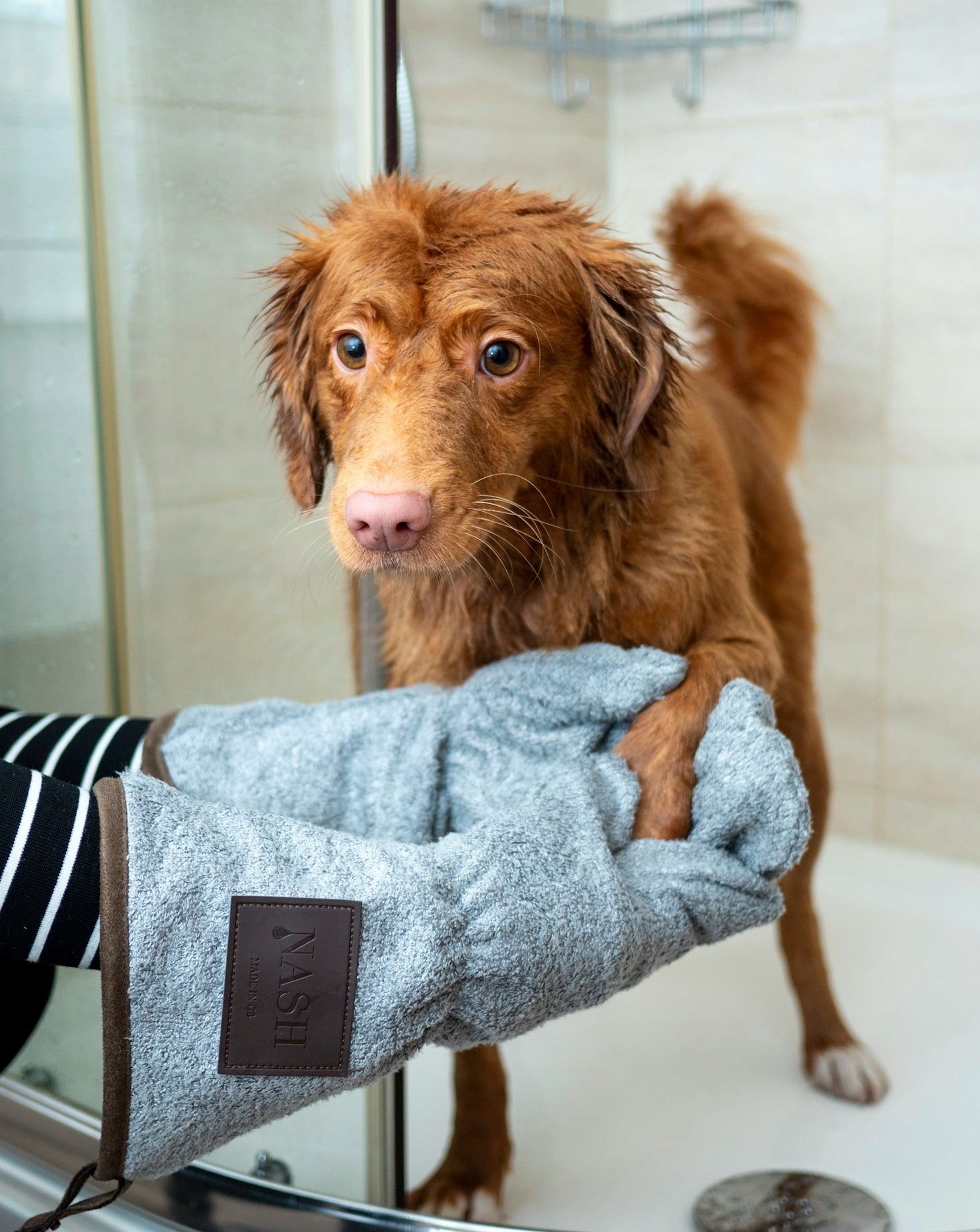 Creating a Positive Grooming Experience for Your Furry Friend