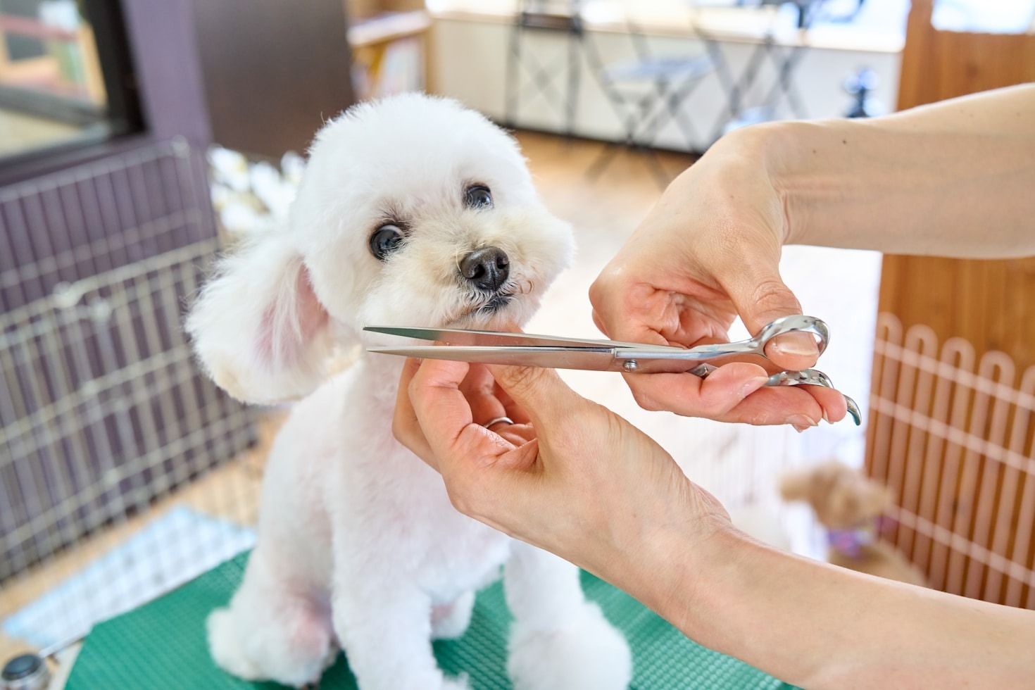 How Professional Grooming Can Improve Your Pet’s Life